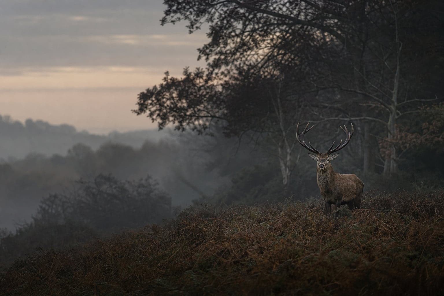 Red deer at the edge of a misty woodland