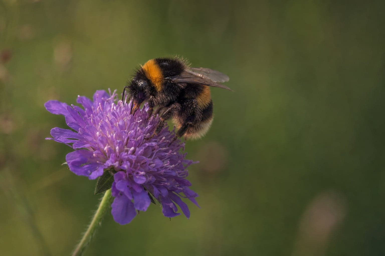 Buff-tailed bumblebee gathering pollen on a purple scabious flower