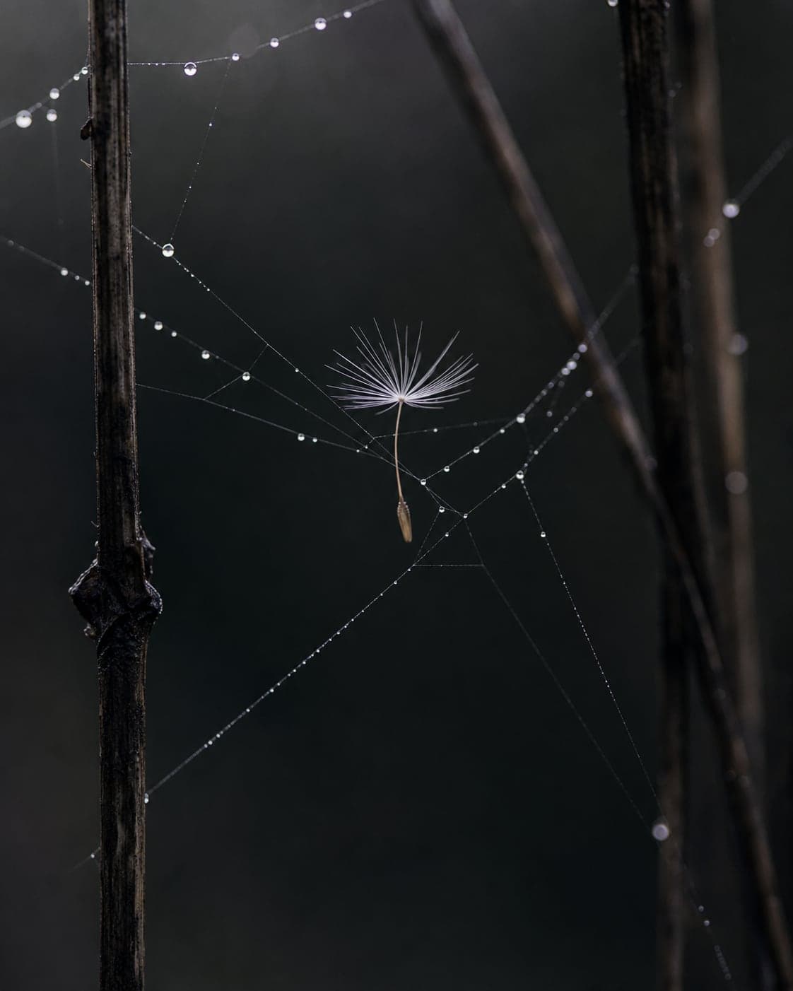 Dandelion seed caught in a dew-covered spider web