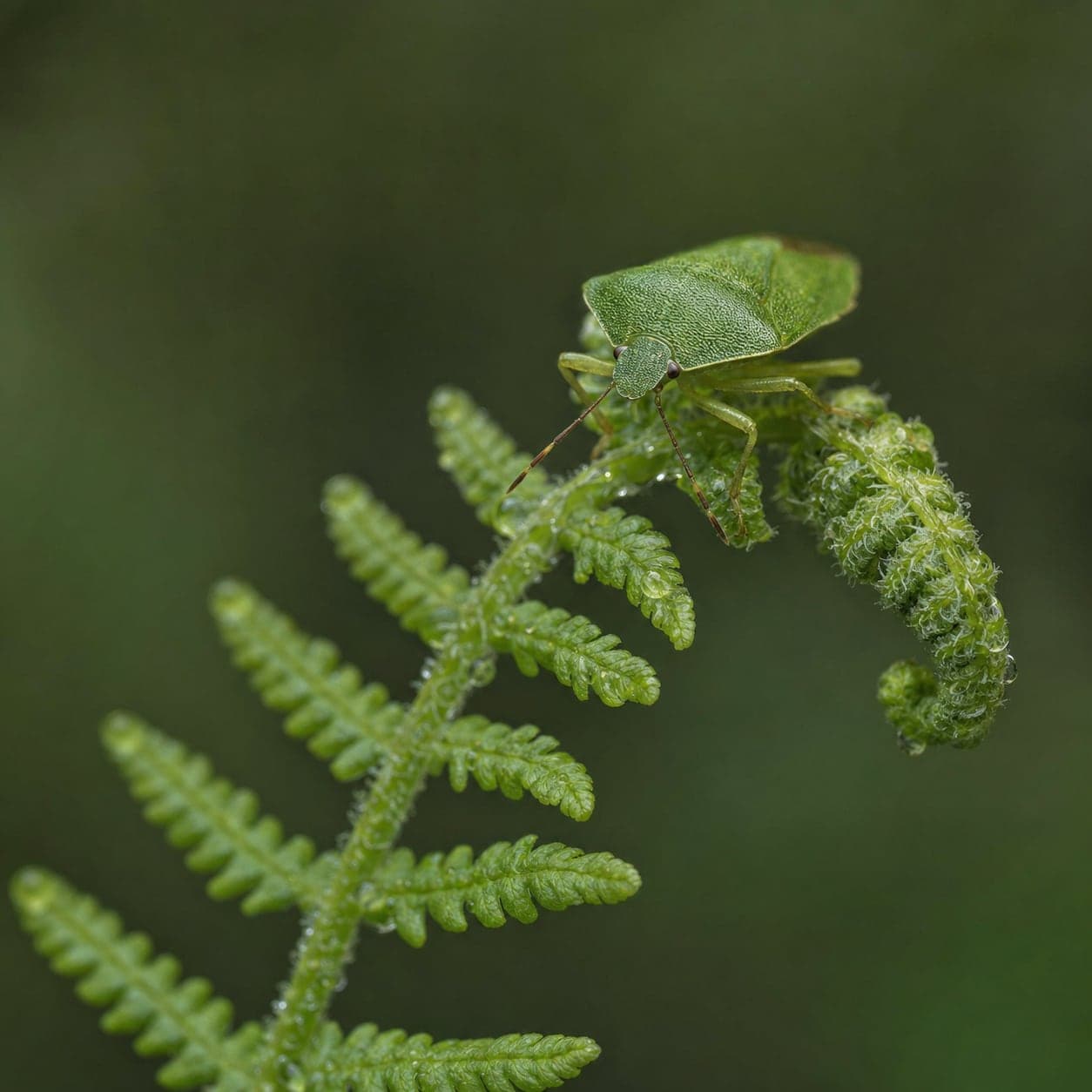 Green shield bug resting on a curled fern frond