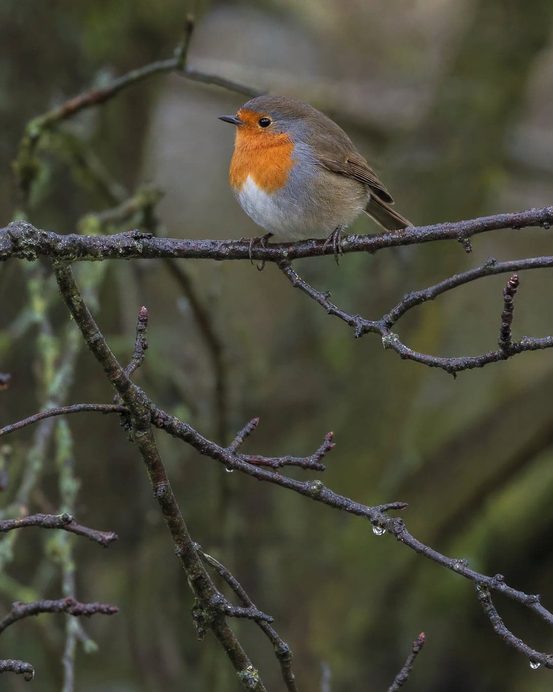 European robin perched on a rain-darkened hawthorn branch